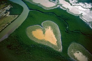 Most of New Caledonia’s mangrove swamps can be found on the western coast, accounting for 80% of that area. The plants help protect the coastline from cyclones and violent windstorms.