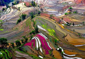 China is home to many rice terraces that claim the slopes of hilly or mountainous areas. Some spots have been cultivated for over 1000 years.