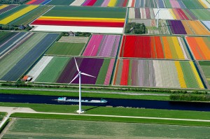 Each spring, the tulips in The Netherlands turn large parts of the country into a colorful patchwork.