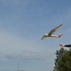 Göppingen Gö-3 Minimoa Glider - Image 9